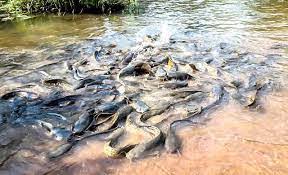 Les silures sacrés de Dafra