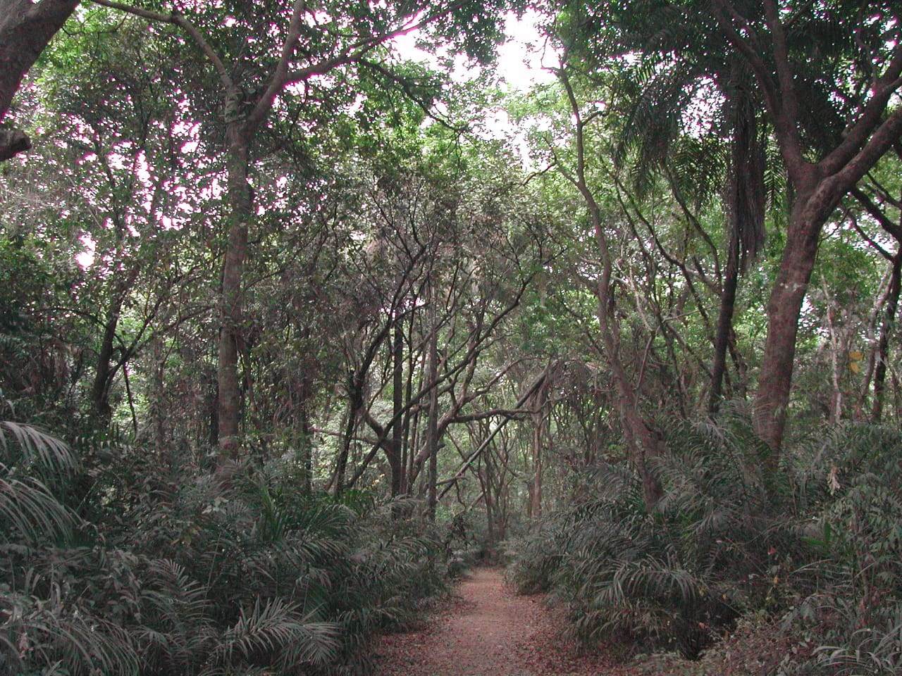 La forêt du KOU (Guinguette)